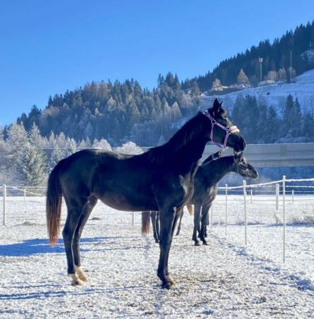 Friesenpferd - Salzburg - Lungau