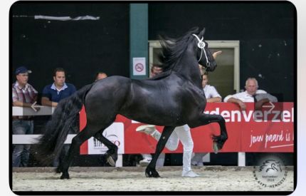 4 jährige Sterstute