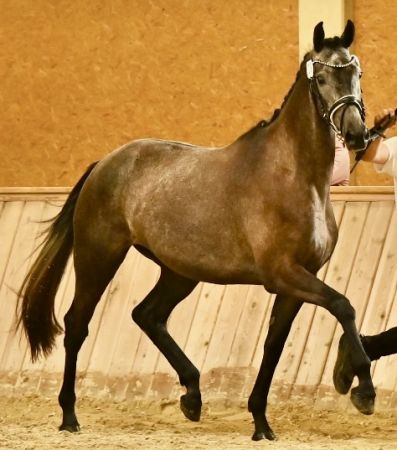 Friesenpferd - Salzburg - Lungau