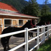 Aussenpaddocks - Friesenpferde Lungau